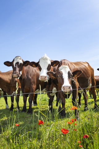 Milking Cows in Gruyere France
