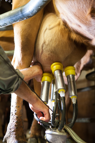 Milking a Cow in Gruyere France