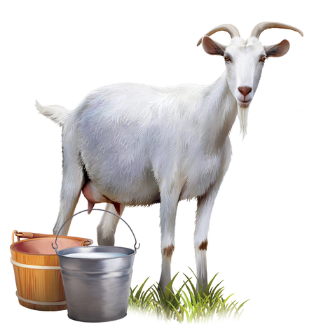 goat with milk buckets